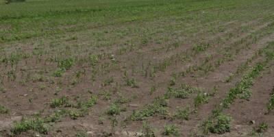 YETERSİZ KALAN SU KANALI BİBER TARLALARINDA ZARARA YOL AÇTI