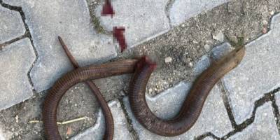 BAFRA'DA YILAN KORKUTTU