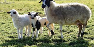 Çivril'e Bafra Koyunu