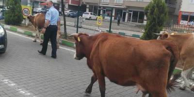 BAŞI BOŞ İNEKLER YOLLARA ÇIKTI