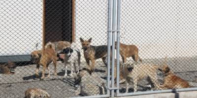 BAFRA'DA HAYVAN BARINAĞI YAPIMI DEVAM EDİYOR