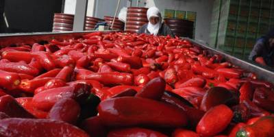 BİBER SALÇASI ÜRETİMİ DÜŞTÜ