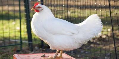 MAHALLE SAKİNLERİNİN TAVUK İSYANI