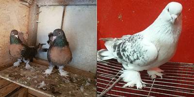 BAFRA'DA GÜVERCİN TUTKUNLARI MEZATTA BULUŞTU