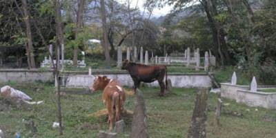 KURBANLIK HAYVANLAR MEZARLIĞI İSTİLA ETTİ