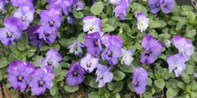 Menekşe ile Hayatın renkleri