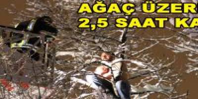 2,5 SAAT KARDA AĞAÇ TEPESİNDE DURDU