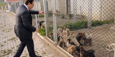 BAŞKAN ŞAHİN HAYVAN BARINAĞINDA İNCELEMELER YAPTI