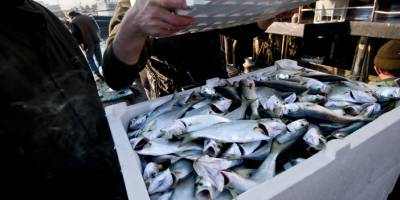 SU ÜRÜNLERİNDE KORSAN AVCILIĞA MÜCADELE BAŞLIYOR