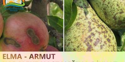 ELMA VE ARMUT BAHÇELERİNDE KARALEKE