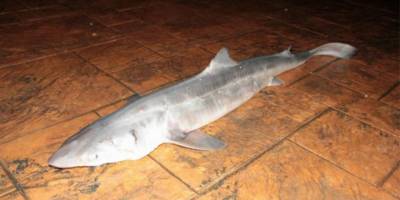 KÖPEK BALIĞINI YAŞATABİLMEK İÇİN HER ŞEYİ YAPTI