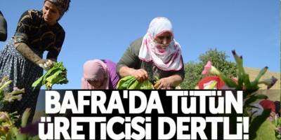 Bafra'da Tütün Üreticisi Zor Durumda
