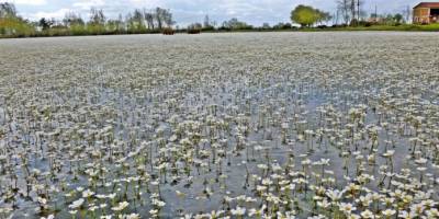 KIZILIRMAK DELTASI’NDA PAPATYALAR HAYAL OLDU