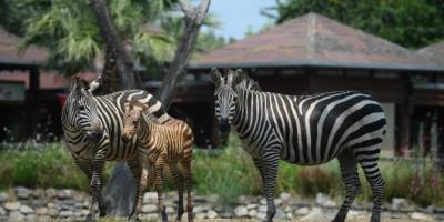 Hafta sonu Hayvanat Bahçesi ilgi odağı oldu
