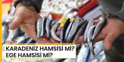 Karadeniz hamsisi mi? Ege hamsisi mi?