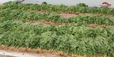 Ormanda ekili bin 227 kök dişi Hint keneviri bitkisi ele geçirildi