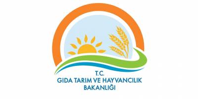 BAFRA, KARADENİZİN SEBZE FİDESİ ÜSSÜ OLUYOR