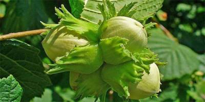 FINDIKTA DON ZARARI YÜZDE 20-50 ORANINDA