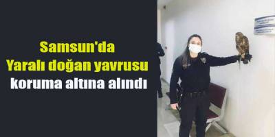 Samsun'da Yaralı doğan yavrusu koruma altına alındı