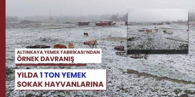 Yılda Bir Ton Yemek Atığı Sokak Hayvanlarına Gidiyor