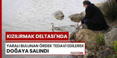 Kızılırmak Deltası'nda yaralı bulunan ördek tedavi edilerek doğaya salındı