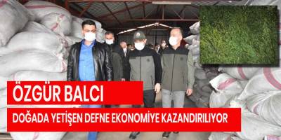 DOĞADA YETİŞEN DEFNE EKONOMİYE KAZANDIRILIYOR