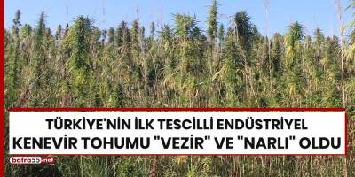 Türkiye'nin ilk tescilli endüstriyel kenevir tohumu "Vezir" ve "Narlı" oldu