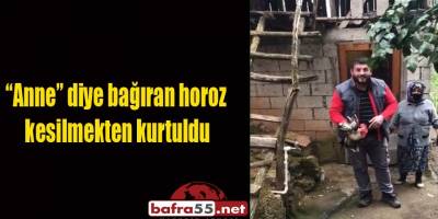 “Anne” diye bağıran horoz kesilmekten kurtuldu