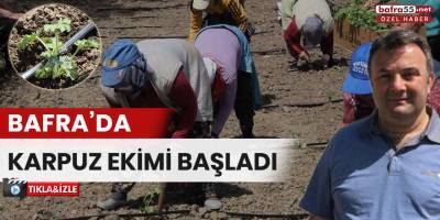 Bafra’da karpuz ekimleri başladı