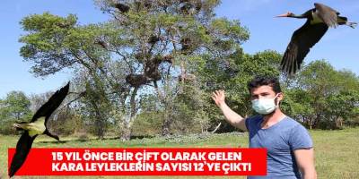 15 yıl önce bir çift olarak gelen kara leyleklerin sayısı 12’ye çıktı