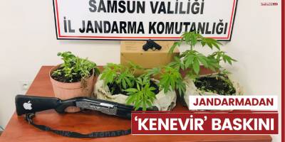 Jandarmadan ‘kenevir’ baskını