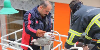 Sinop’ta mahsur kalan martıyı itfaiye kurtardı