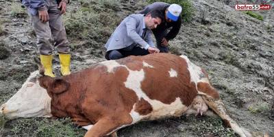İki ineğinden biri yıldırım düşmesi sonucu telef oldu