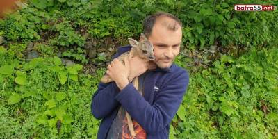 Minik yavruyu köpeklerin elinden kurtardı