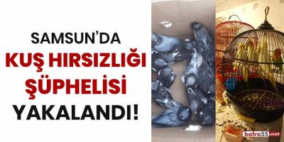 Samsun'da kuş hırsızlığı şüphelisi yakalandı