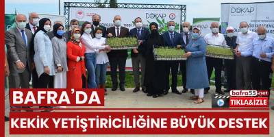 Bafra’da kekik yetiştiriciliğine büyük destek