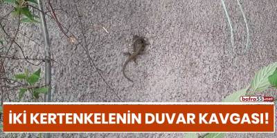 İki kertenkelenin duvar kavgası!