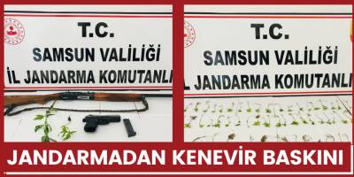 Jandarmadan kenevir baskını!