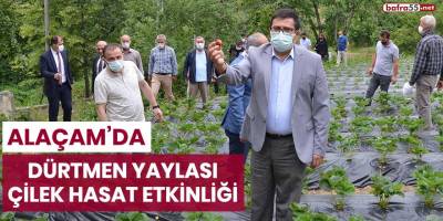 Alaçam'da Dürtmen Yaylası Çilek Hasat Etkinliği