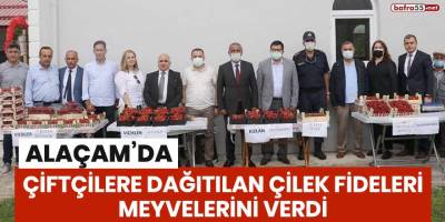 Alaçam'da çiftçilere dağıtılan çilek fideleri, meyvelerini verdi