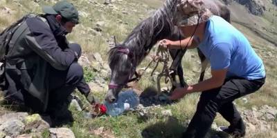 Yuları dolanan at 20 gün sonra kurtarıldı