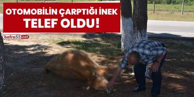 Otomobilin çarptığı inek telef oldu!