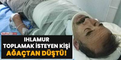 Ihlamur toplamak isteyen kişi ağaçtan düştü!