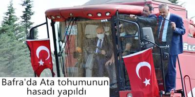 Bafra'da Ata tohumunun hasadı yapıldı
