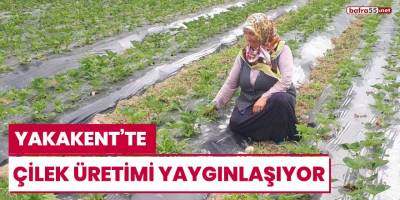 Yakakent'te çilek üretimi yaygınlaşıyor