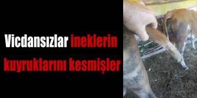Vicdansızlar ineklerin kuyruklarını kesmişler