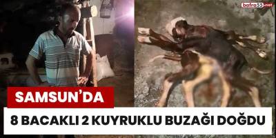 Samsun’da 8 bacaklı, 2 kuyruklu buzağı doğdu