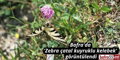 Bafra'da 'Zebra çatal kuyruklu kelebek' görüntülendi