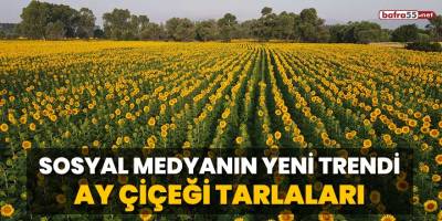 Sosyal medyanın yeni trendi: Ay çiçeği tarlaları