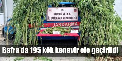Bafra'da 195 kök kenevir ele geçirildi